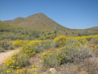 McDowell Mountain Preserve